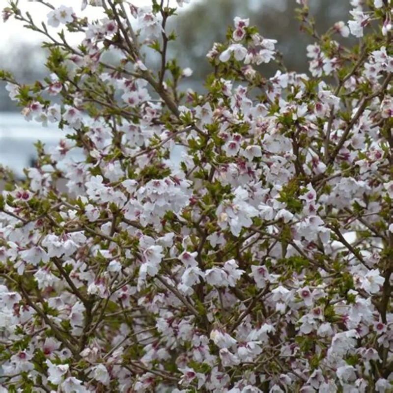 Prunus-incisa-kojou-no-mai-5.jpg