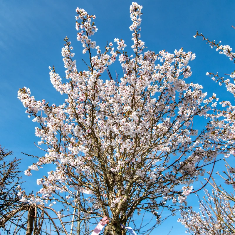 Prunus-incisa-kojou-no-mai-4.jpg