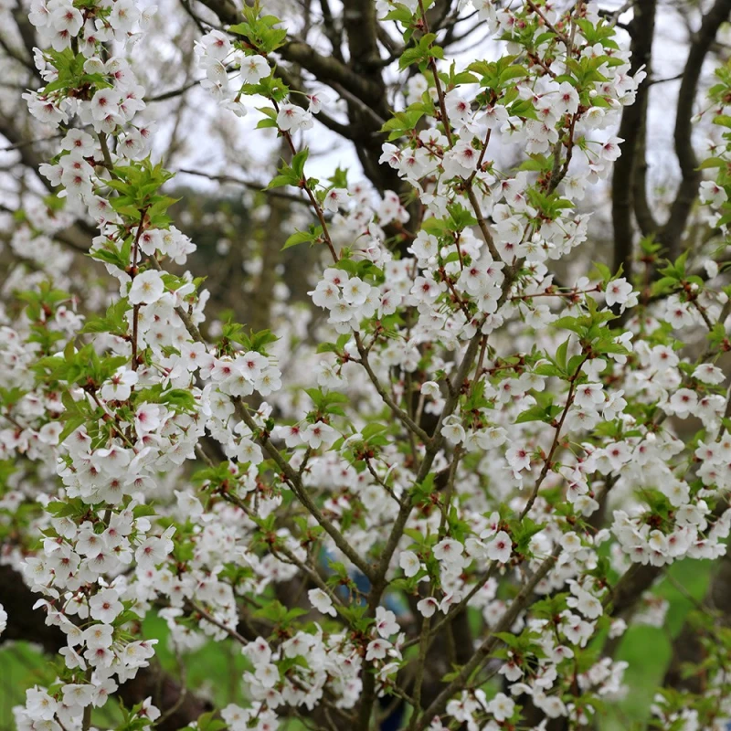 Prunus-incisa-kojou-no-mai-3.jpg