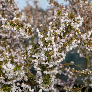 Prunus-incisa-kojou-no-mai-2.jpg