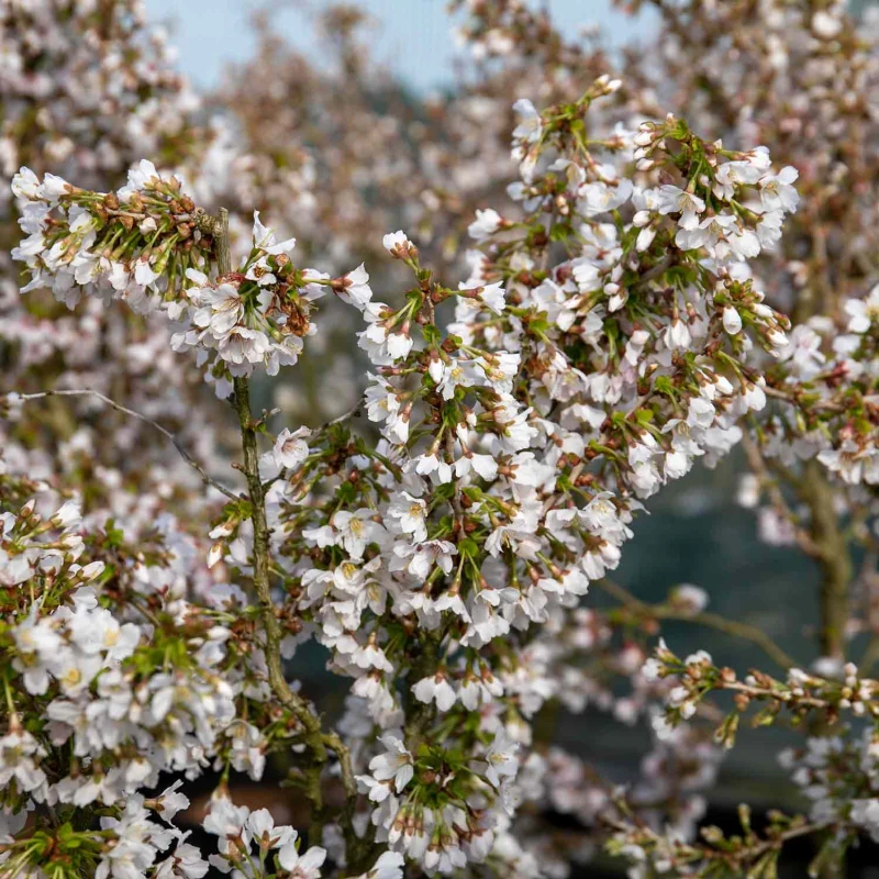 Prunus-incisa-kojou-no-mai-2.jpg