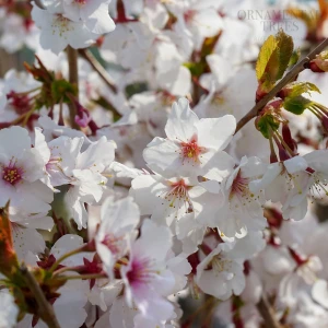 Prunus-incisa-kojou-no-mai-1.jpg