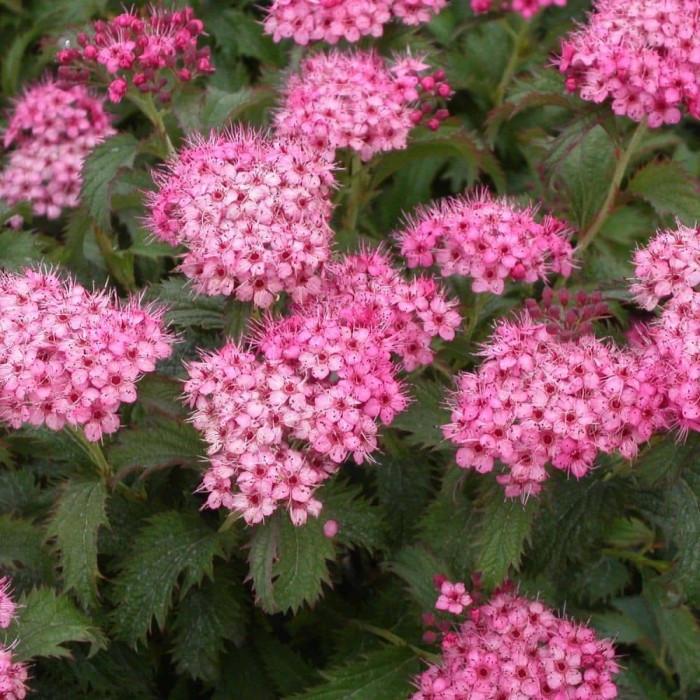 TAWUŁA-Spiraea-Crispa-4.jpg