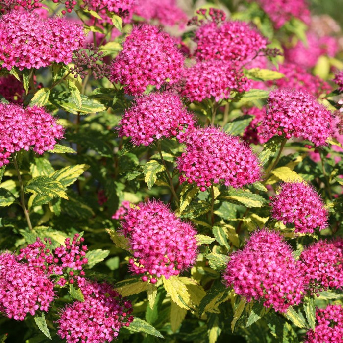 TAWUŁA-Spiraea-Crispa-3.jpg