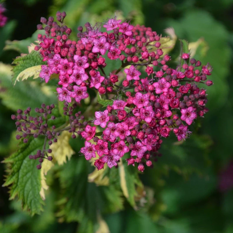 TAWUŁA-Spiraea-Crispa-2.jpg