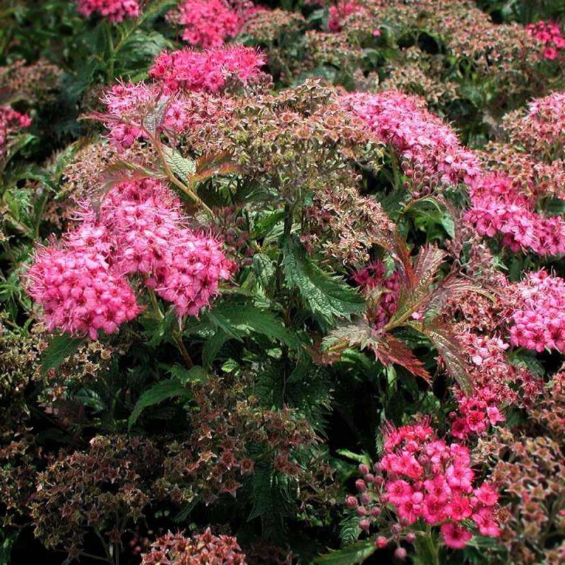 TAWUŁA-Spiraea-Crispa-1.jpg