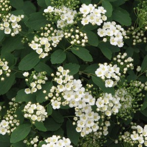 TAWUŁA-Spiraea-vanhouttei-4.jpg