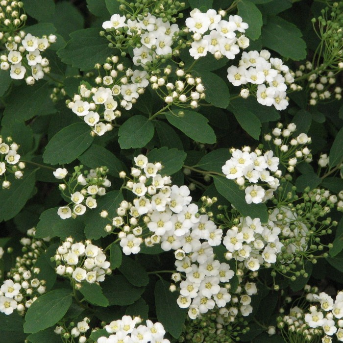TAWUŁA-Spiraea-vanhouttei-4.jpg