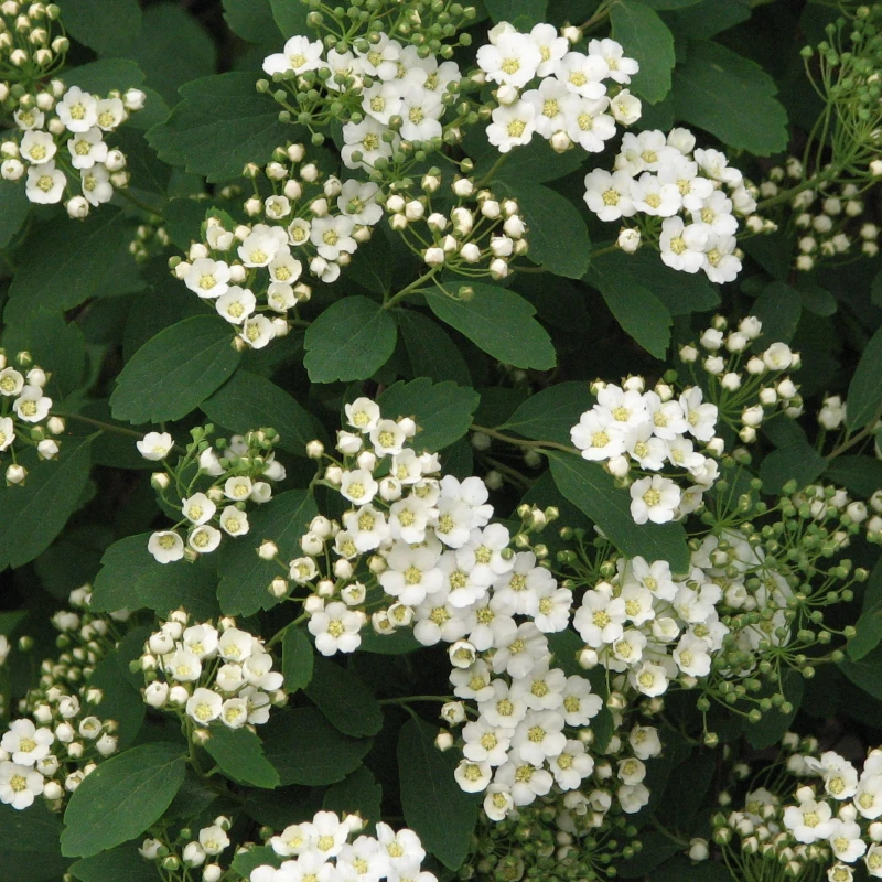 TAWUŁA-Spiraea-vanhouttei-4.jpg