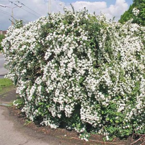 TAWUŁA-Spiraea-vanhouttei-3.jpg