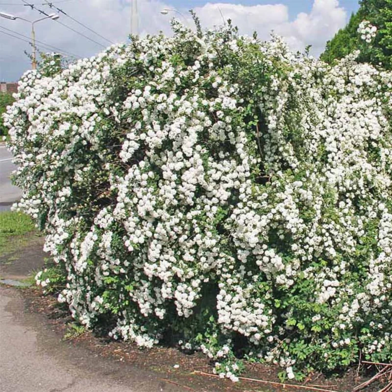 TAWUŁA-Spiraea-vanhouttei-3.jpg