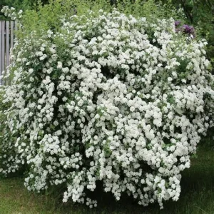TAWUŁA-Spiraea-vanhouttei-1.JPG
