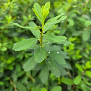 TAWUŁA-SPIRAEA-SNOWMOUND-4.jpg
