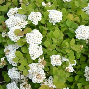 TAWUŁA-SPIRAEA-SNOWMOUND-5.jpg