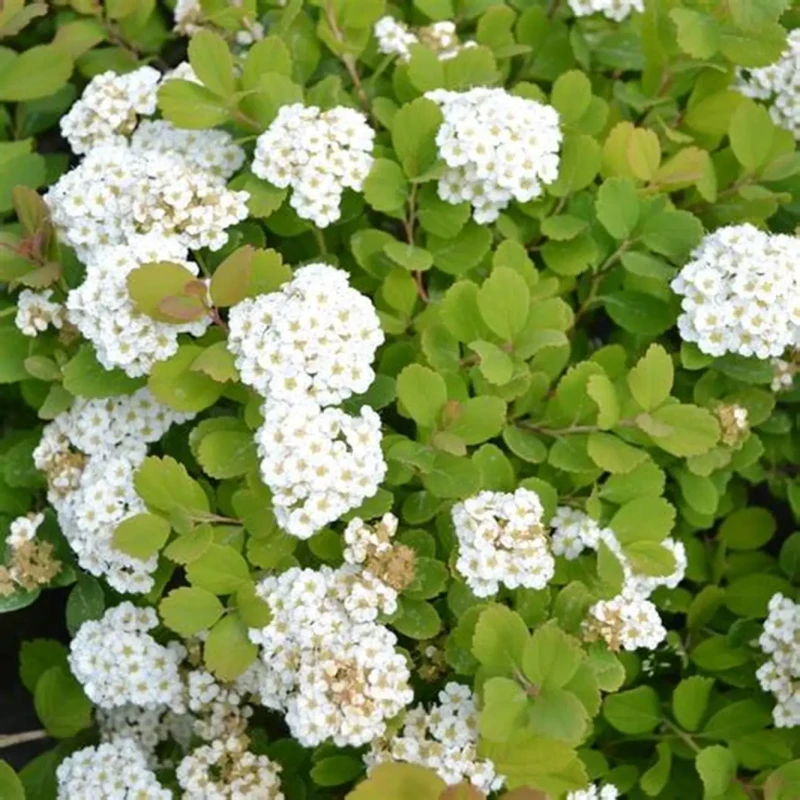 TAWUŁA-SPIRAEA-SNOWMOUND-5.jpg