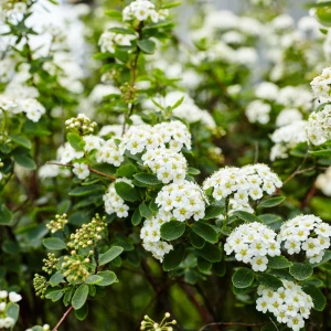 TAWUŁA-SPIRAEA-SNOWMOUND-4.jpg
