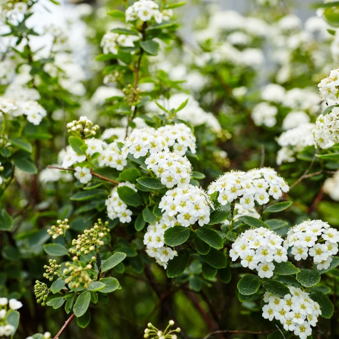 TAWUŁA-SPIRAEA-SNOWMOUND-4.jpg