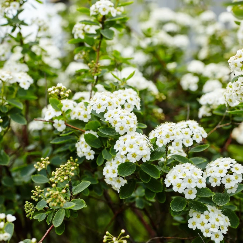 TAWUŁA-SPIRAEA-SNOWMOUND-4.jpg