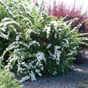 TAWUŁA-SPIRAEA-SNOWMOUND-3.jpg