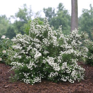 TAWUŁA-SPIRAEA-SNOWMOUND-2.jpg