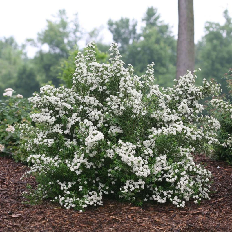 TAWUŁA-SPIRAEA-SNOWMOUND-2.jpg