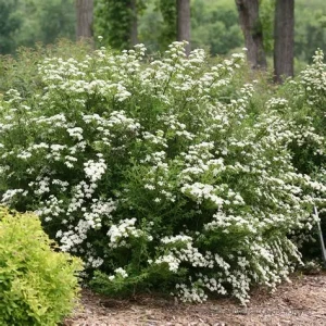TAWUŁA-SPIRAEA-SNOWMOUND-1.jpg