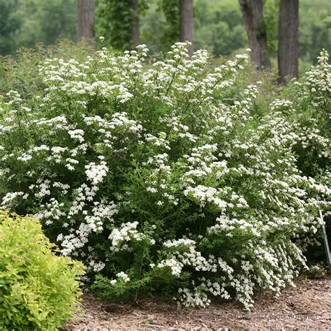 TAWUŁA-SPIRAEA-SNOWMOUND-1.jpg