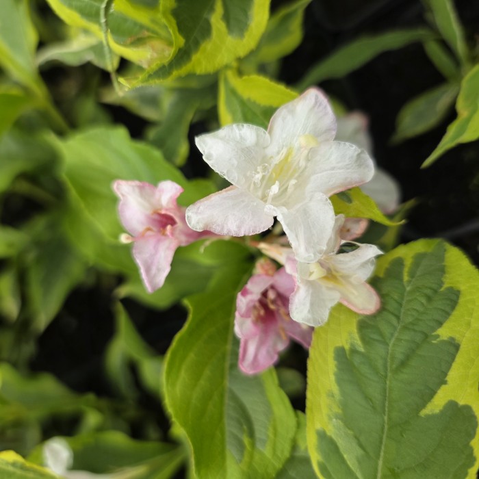 KRZEWUSZKA-WEIGELA-NANA-VARIEGATA-5.jpg