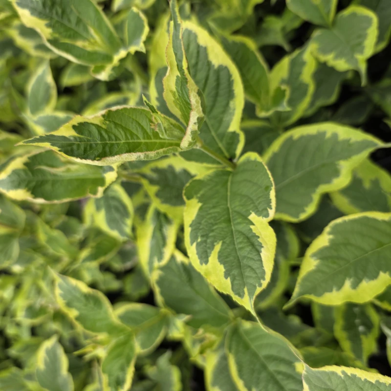KRZEWUSZKA-WEIGELA-NANA-VARIEGATA-1.jpg