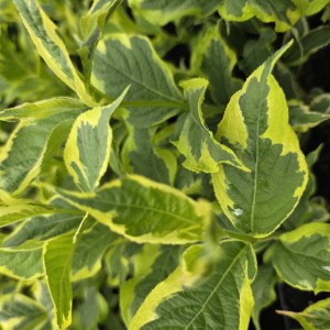 KRZEWUSZKA-WEIGELA-NANA-VARIEGATA-2.jpg