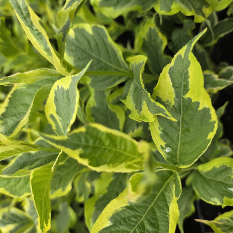 KRZEWUSZKA-WEIGELA-NANA-VARIEGATA-2.jpg