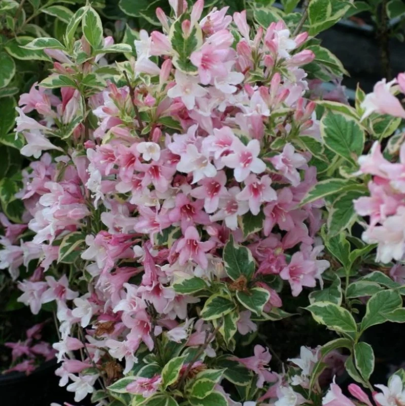 weigela-Krzewuszka-Nana-Variegata-3.jpg