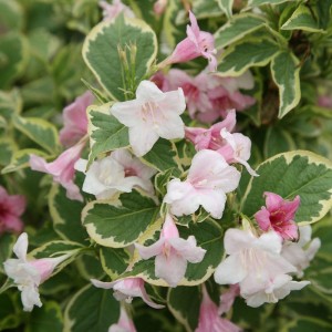 weigela-Krzewuszka-Nana-Variegata-5.jpg