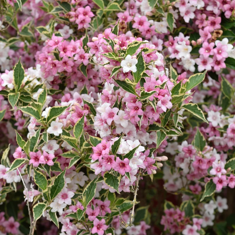 weigela-Krzewuszka-Nana-Variegata-4.jpg