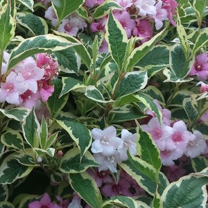 weigela-Krzewuszka-Nana-Variegata-2.jpg