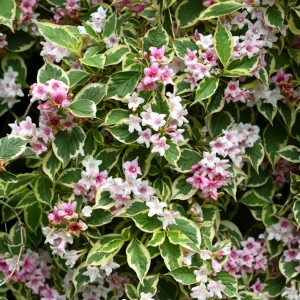 weigela-Krzewuszka-Nana-Variegata-1.jpg