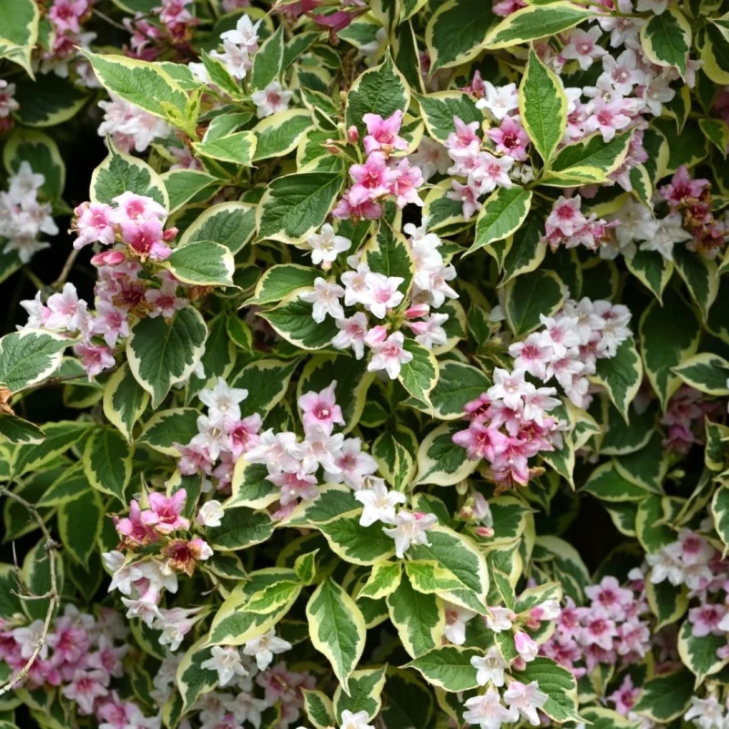 weigela-Krzewuszka-Nana-Variegata-1.jpg