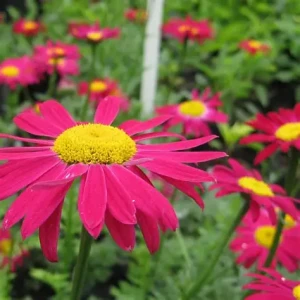 Wrotycz-Robinson's-RED-1.JPG