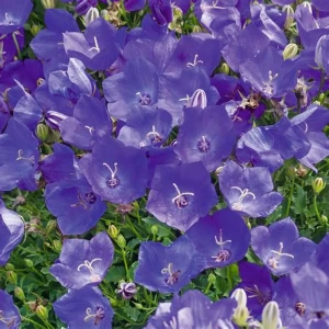 dzwonek-campanula-carpatica-blaue-clips-5.jpg