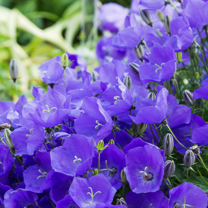 dzwonek-campanula-carpatica-blaue-clips-4.png