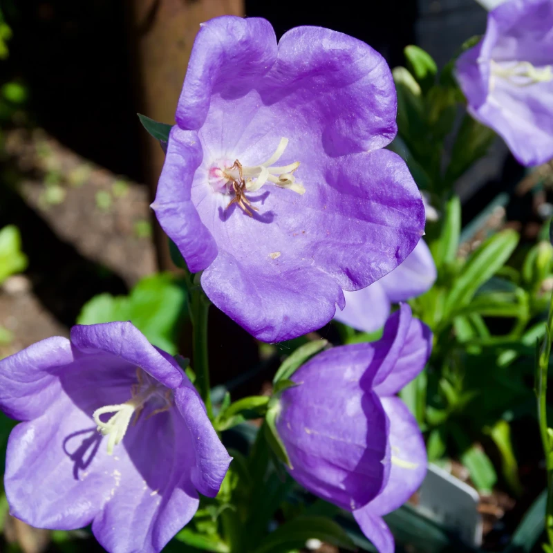 dzwonek-campanula-carpatica-blaue-clips-2.jpg