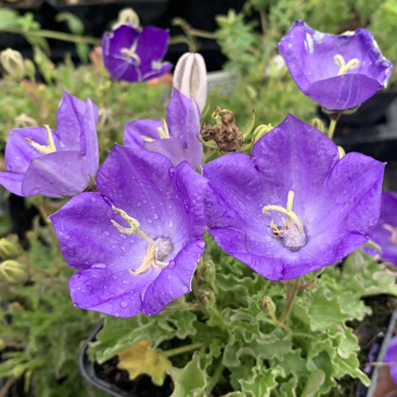 dzwonek-campanula-carpatica-blaue-clips-1.jpg