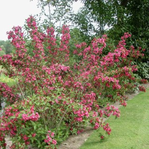 krzewuszka-weigela-bristol-ruby-4.jpg
