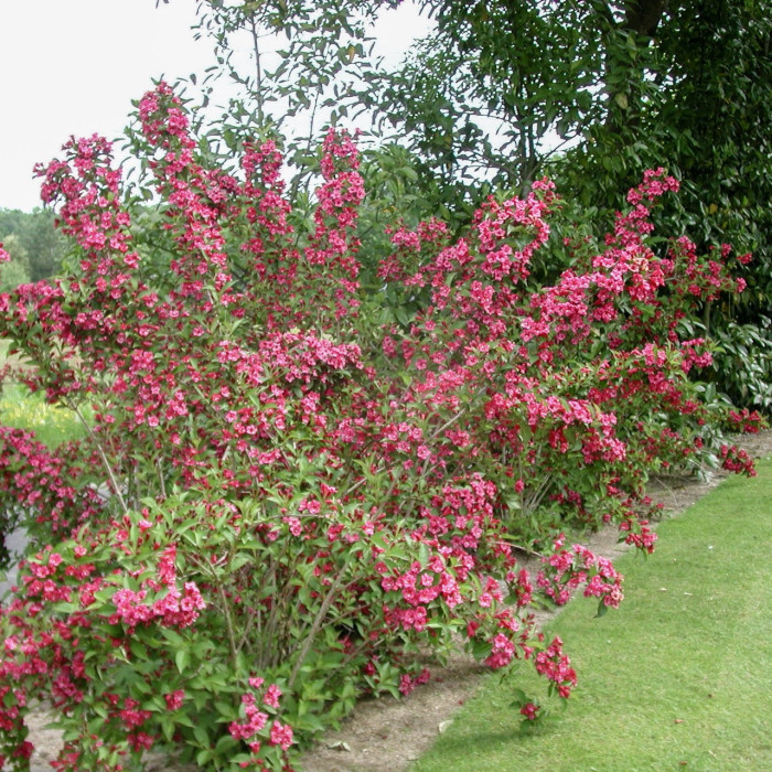 krzewuszka-weigela-bristol-ruby-4.jpg