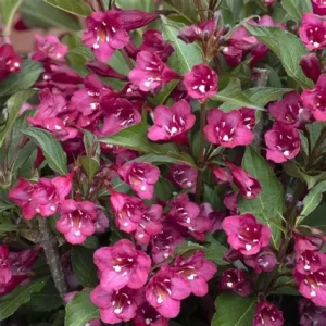 krzewuszka-weigela-bristol-ruby-3.jpg