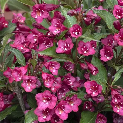 krzewuszka-weigela-bristol-ruby-3.jpg