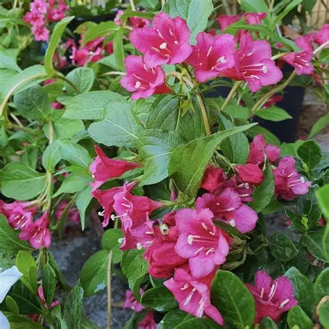 krzewuszka-weigela-bristol-ruby-2.jpg