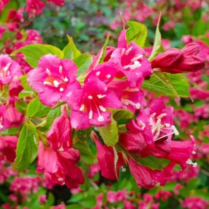 krzewuszka-weigela-bristol-ruby-1.jpg
