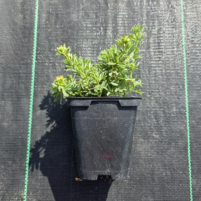 Pięciornik-Kobold-4.jpg