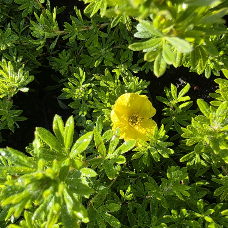 pięciornik-potentilla-kobold-01.jpg